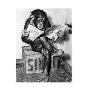 Chimpanzee Reading Newspaper Poster 170